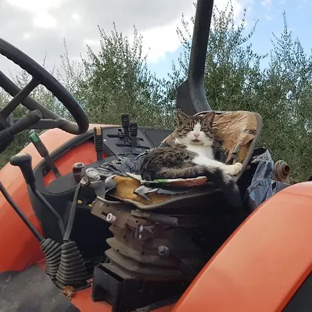 Pretenzano Gospodarstwo agroturystyczne Volterra