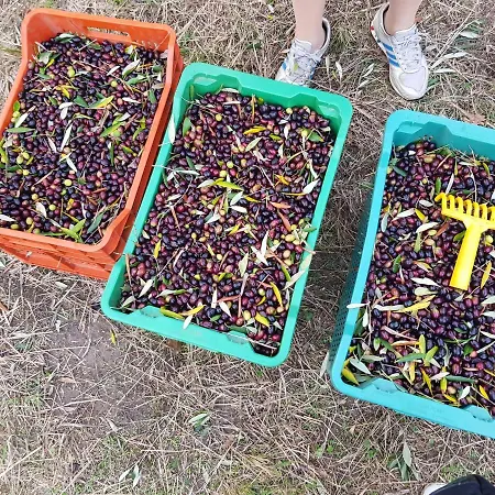 Gospodarstwo agroturystyczne Pretenzano Volterra